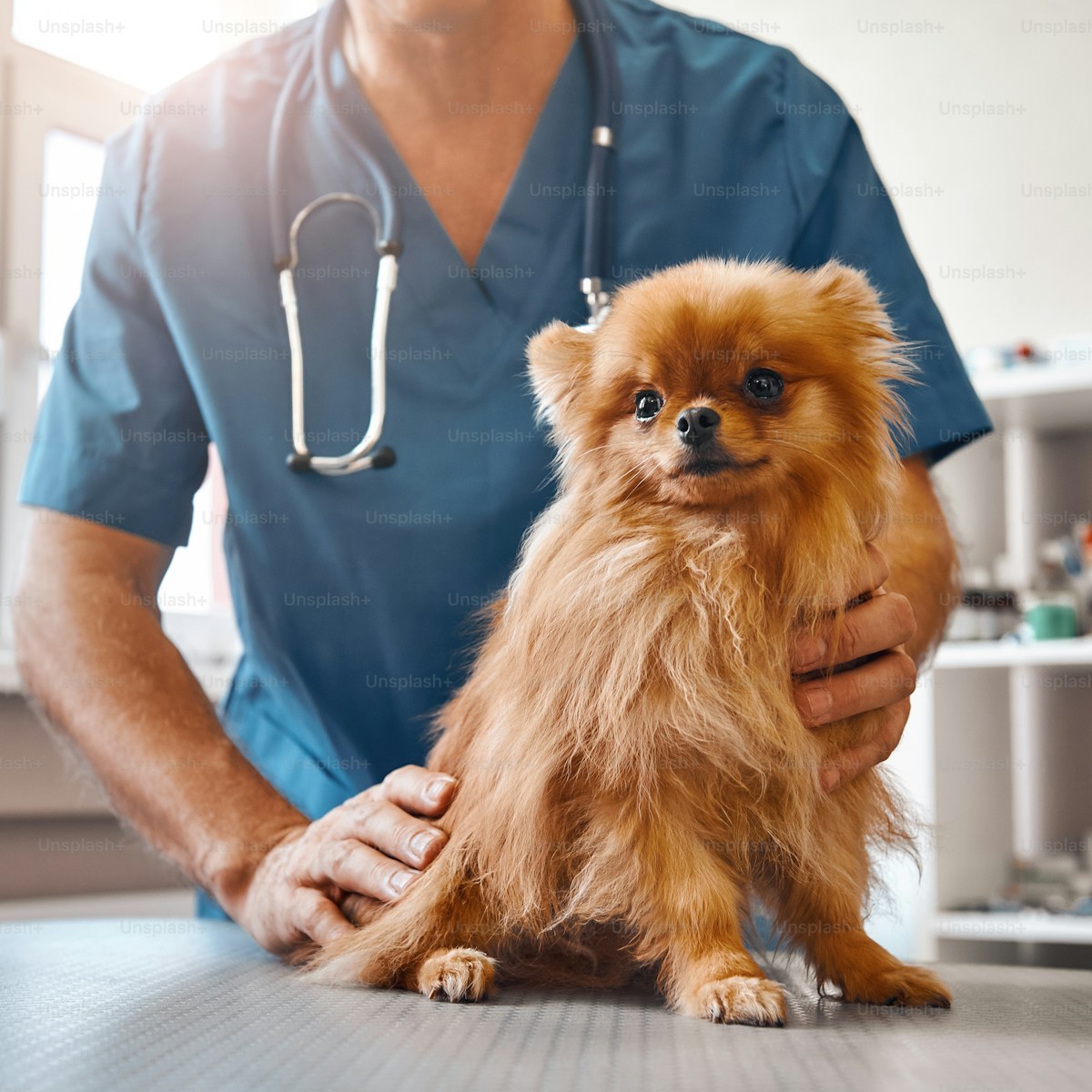 Veterinarian caring for a pet